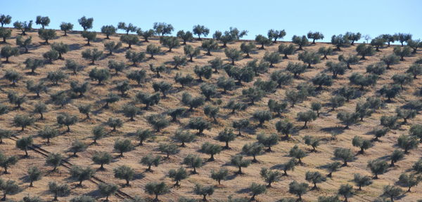 Scenic view of field against clear sky