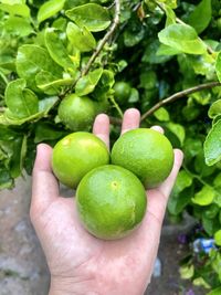 Cropped image of hand holding fruit