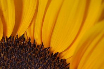 Macro shot of yellow flower