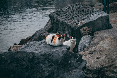 High angle view of animals on rock