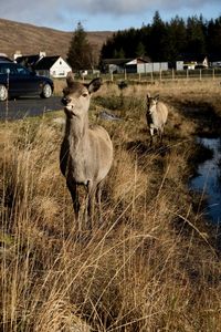 Sheep standing in a field