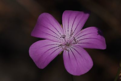 Close-up of pink flower