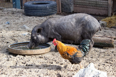 Vietnamese piglet eating
