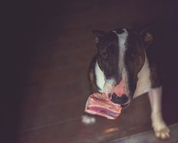 Close-up portrait of dog