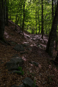 Trees in forest