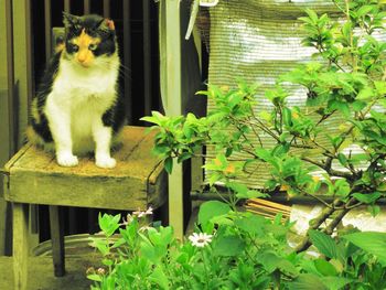 Cat sitting by plants