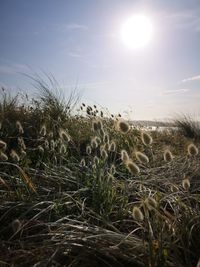 Plants growing on field against sky