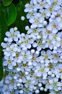 Close-up of white flowering plant