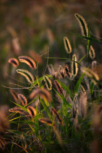 Close-up of plants growing on field