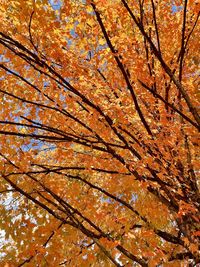 Low angle view of maple tree