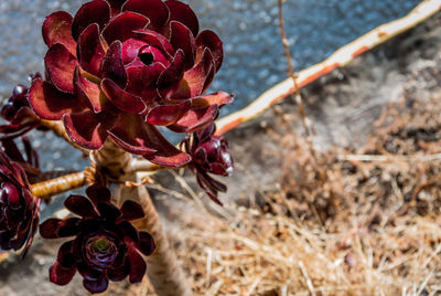 Close-up of flowers against blurred background