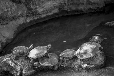 Close-up of turtle on rock