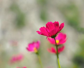 Close-up of pink flowering plant