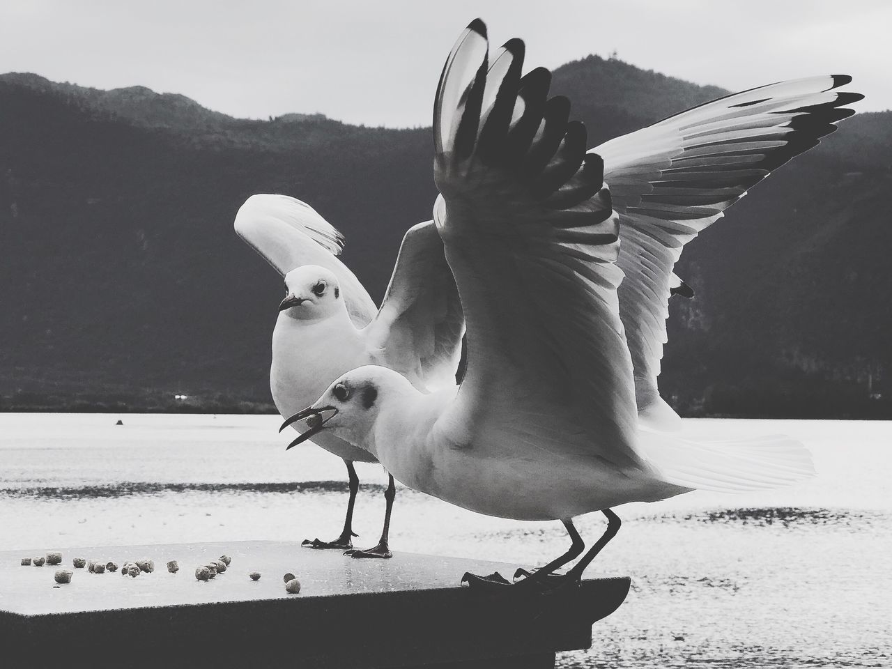 bird, animal, animal themes, vertebrate, animals in the wild, animal wildlife, flying, spread wings, no people, nature, water, one animal, seagull, day, sea bird, close-up, sea, beak, flapping