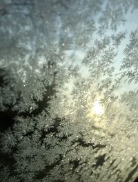 Close-up of trees against sky at sunset