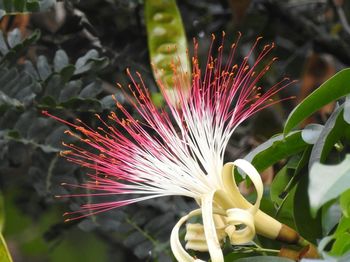 Close-up of flower growing outdoors