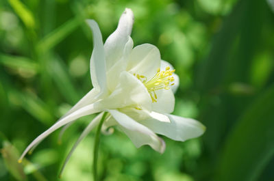 Close-up of white flowering plant