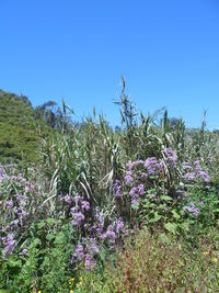 Purple flowering plants on field against blue sky