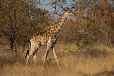 Side view of giraffe in a forest