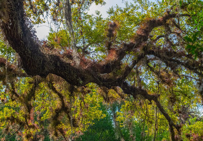 Low angle view of trees in forest