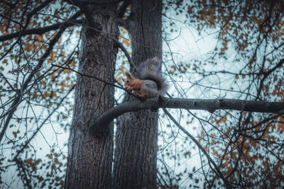 View of squirrel 