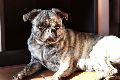 Close-up of a dog looking away