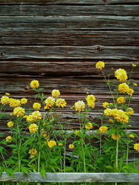 Close-up of yellow flowers growing on plant