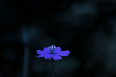 Close-up of blue flower blooming outdoors