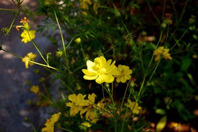 Close-up of yellow flowering plant on field
