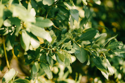 Close-up of green leaves