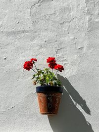 Close-up of red flower pot against wall