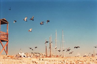 Birds flying over beach against clear sky