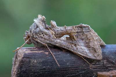 Close-up of grasshopper on wood