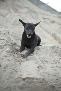 Portrait of black dog running on land