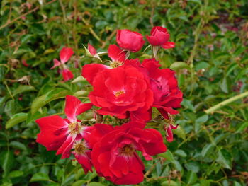 Close-up of red flowering plant on field