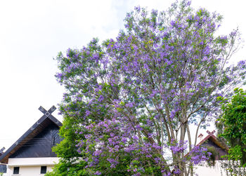 Purple flowering plants by building against sky