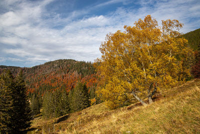 Trees in forest against sky during autumn