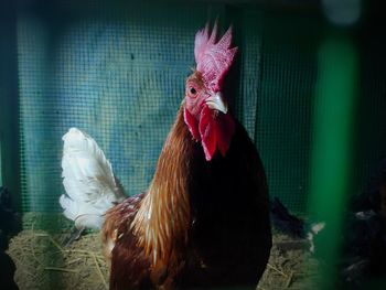 View of rooster in cage