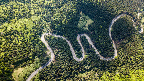 Aerial view of road amidst forest