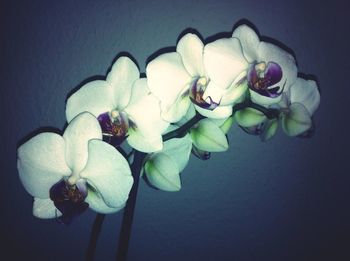 Close-up of lotus blooming in pond