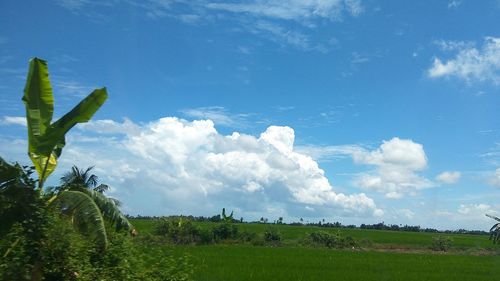 Panoramic view of field against sky