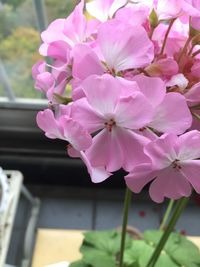 Close-up of pink orchids