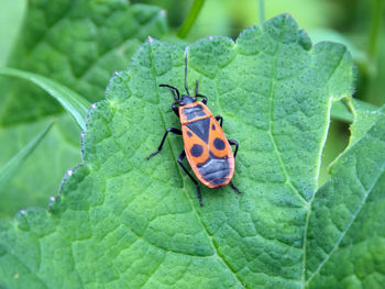 Close-up of insect on leaf