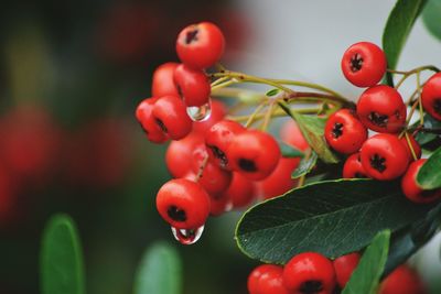 Close-up of red berries