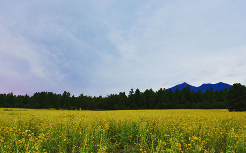 Scenic view of agricultural field against sky