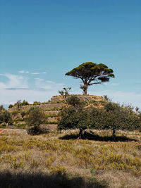 Tree on field against sky