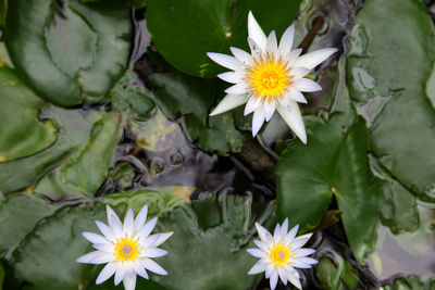 High angle view of white daisy flowers