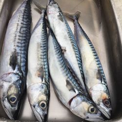 High angle view of fish for sale