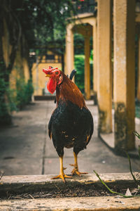 Close-up of chicken looking away while standing on retaining wall