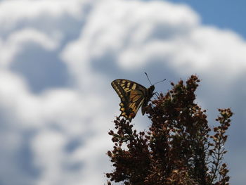 butterfly